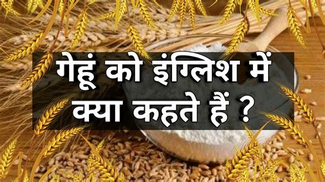 gehu english word|गेहूं .